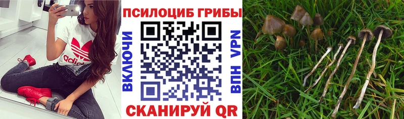 Псилоцибиновые грибы Psilocybe  Кемерово 